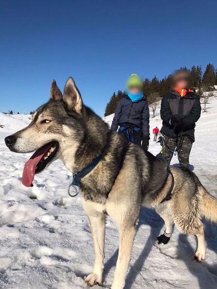 Sortie "Chiens de traîneaux + Bob" avec INSIEME